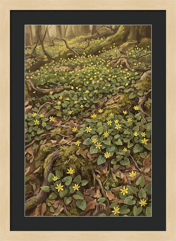Lesser Celandine Stars In Woodland