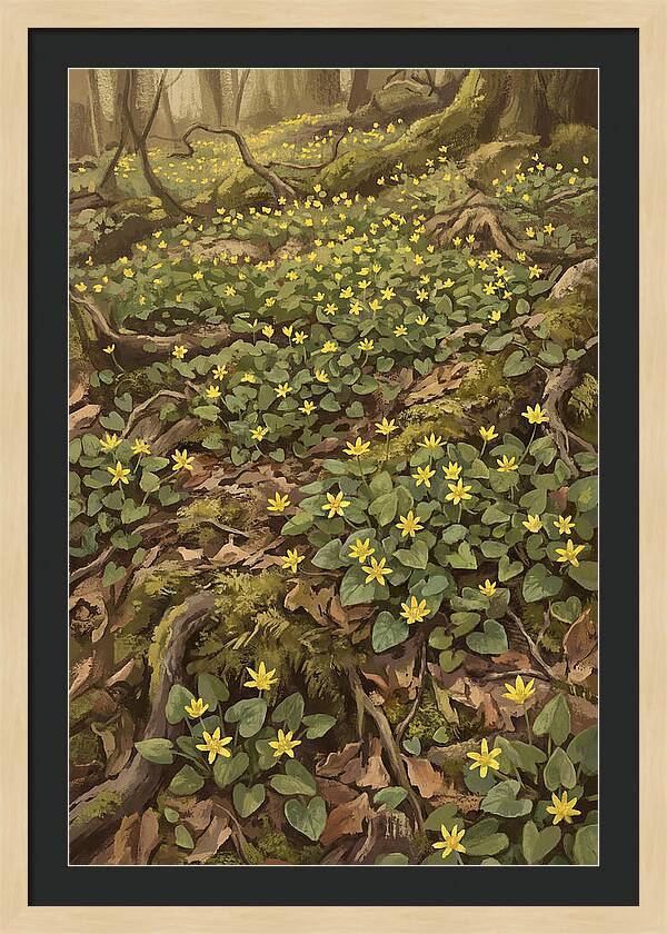Lesser Celandine Stars In Woodland