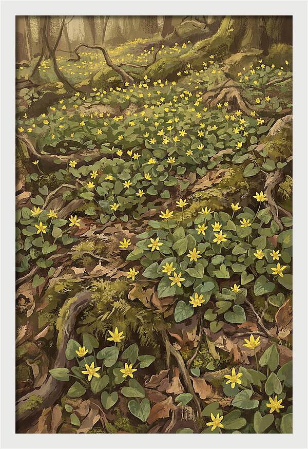 Lesser Celandine Stars In Woodland