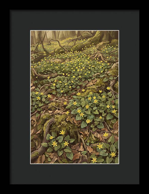 Lesser Celandine Stars In Woodland
