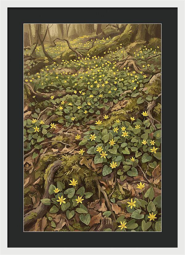 Lesser Celandine Stars In Woodland