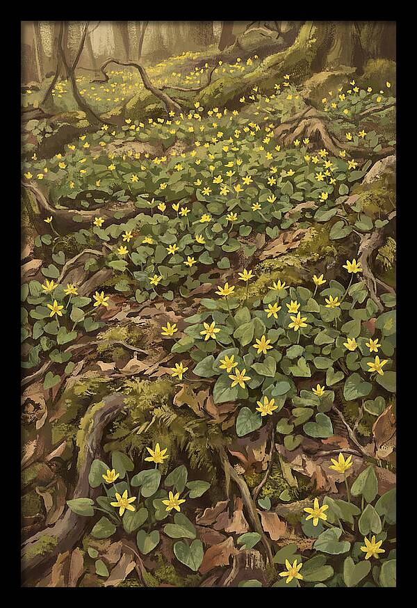 Lesser Celandine Stars In Woodland