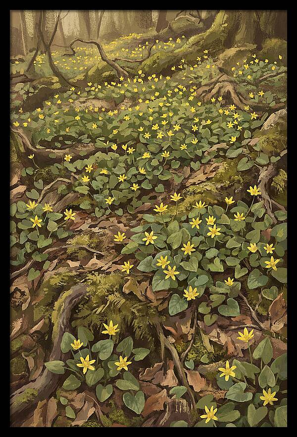 Lesser Celandine Stars In Woodland