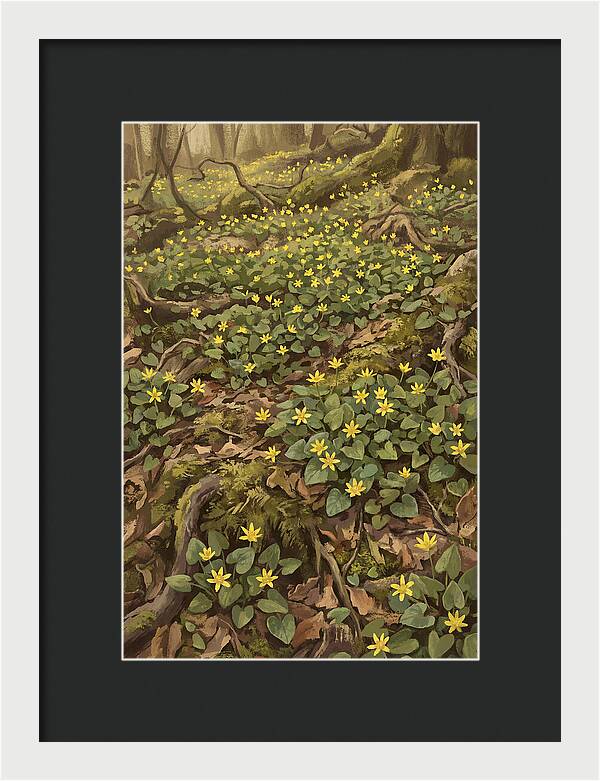 Lesser Celandine Stars In Woodland