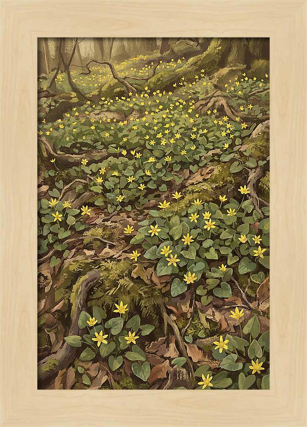 Lesser Celandine Stars In Woodland