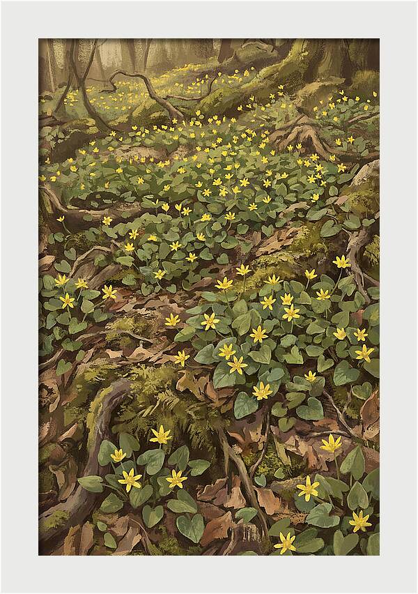 Lesser Celandine Stars In Woodland