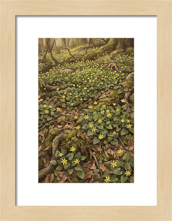 Lesser Celandine Stars In Woodland