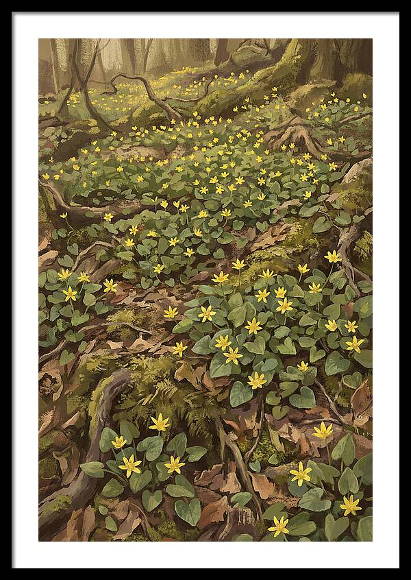Lesser Celandine Stars In Woodland