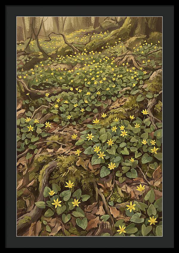 Lesser Celandine Stars In Woodland