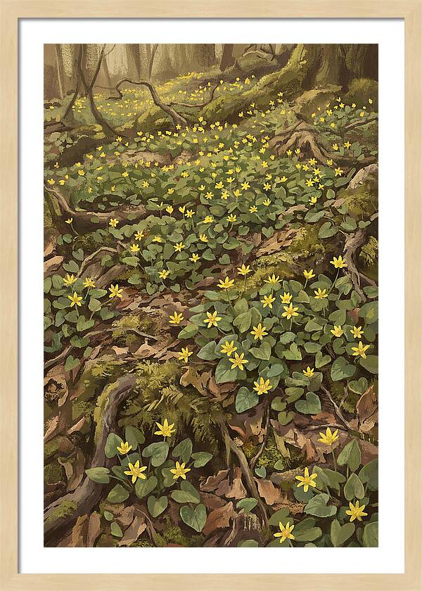 Lesser Celandine Stars In Woodland