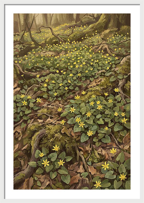 Lesser Celandine Stars In Woodland