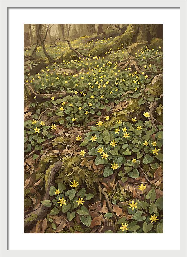 Lesser Celandine Stars In Woodland