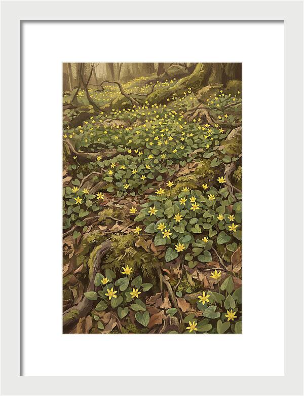 Lesser Celandine Stars In Woodland