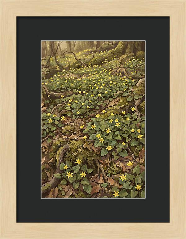 Lesser Celandine Stars In Woodland