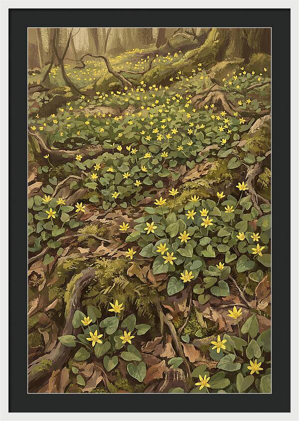 Lesser Celandine Stars In Woodland
