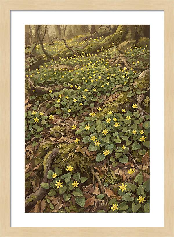 Lesser Celandine Stars In Woodland