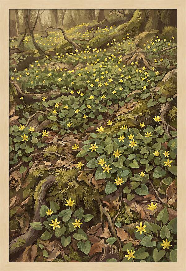 Lesser Celandine Stars In Woodland