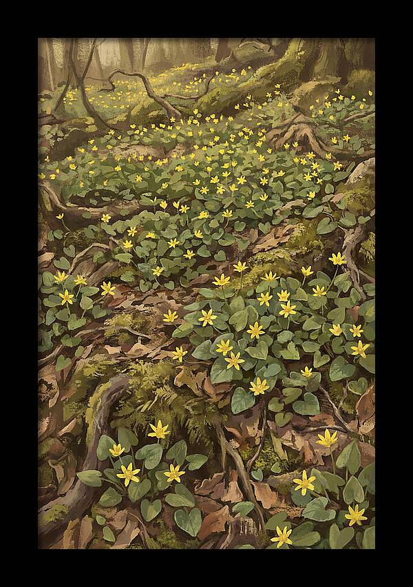 Lesser Celandine Stars In Woodland