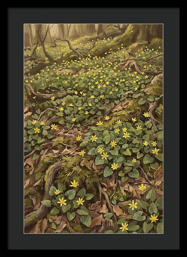 Lesser Celandine Stars In Woodland
