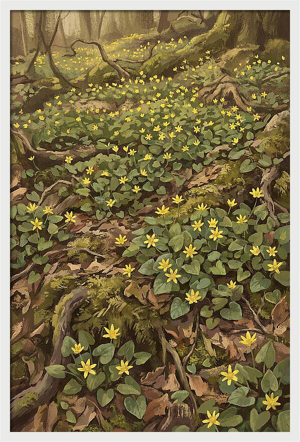 Lesser Celandine Stars In Woodland