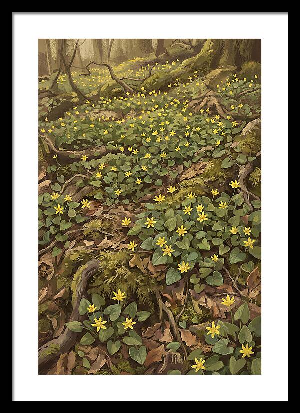 Lesser Celandine Stars In Woodland