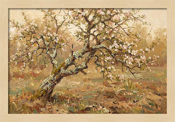 Lichen Covered Apple Tree