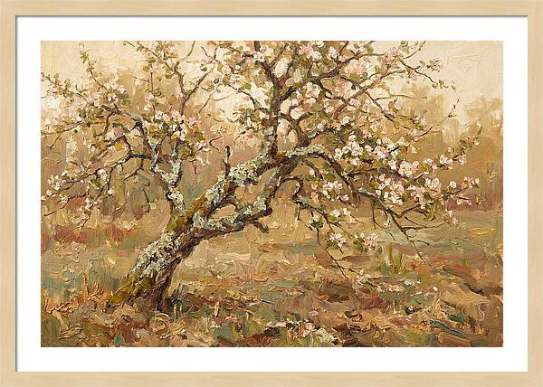 Lichen Covered Apple Tree