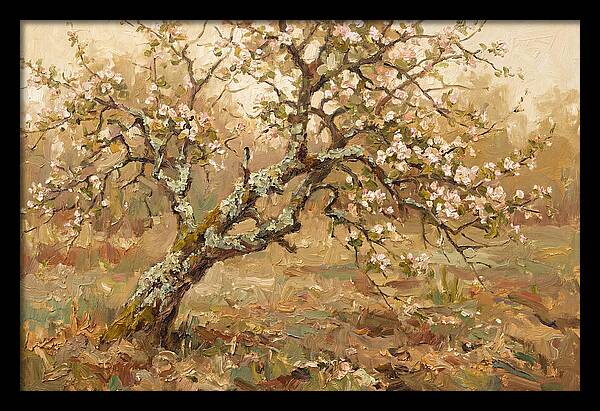 Lichen Covered Apple Tree