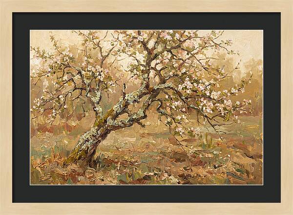 Lichen Covered Apple Tree
