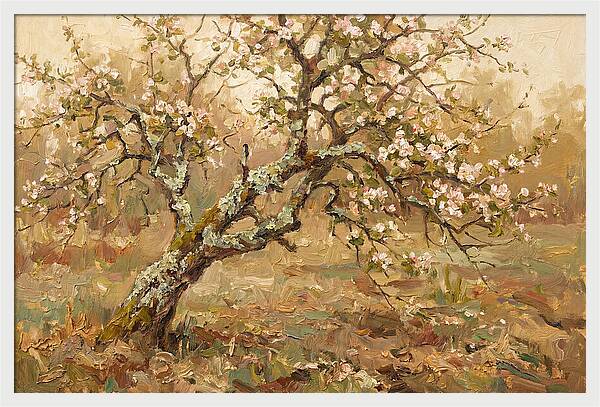 Lichen Covered Apple Tree