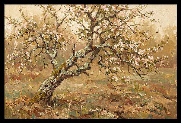 Lichen Covered Apple Tree