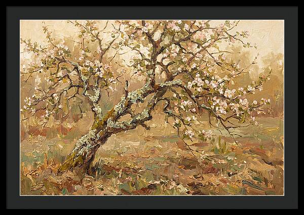 Lichen Covered Apple Tree