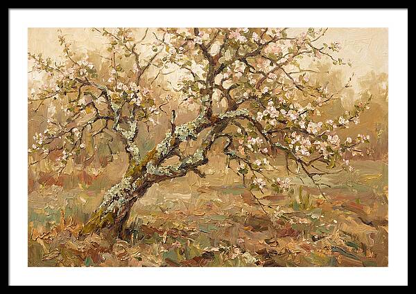 Lichen Covered Apple Tree