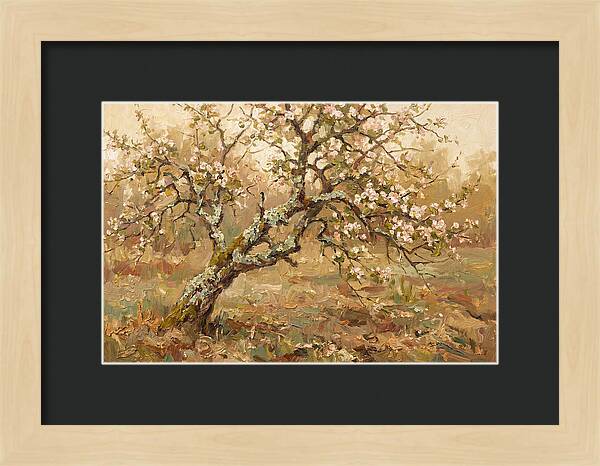 Lichen Covered Apple Tree