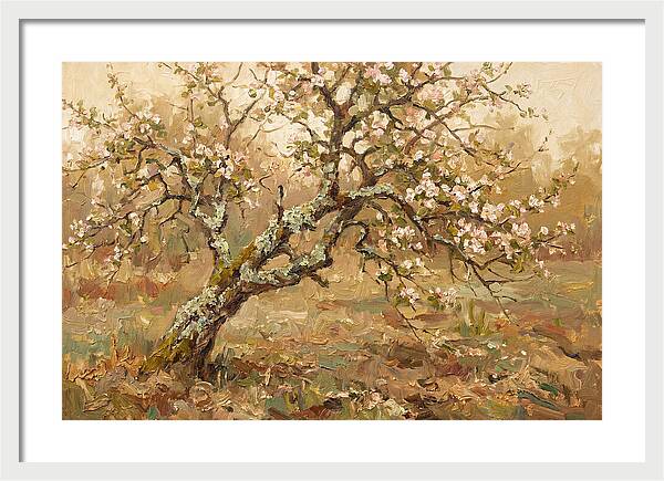 Lichen Covered Apple Tree