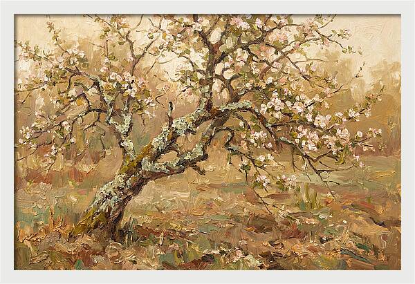 Lichen Covered Apple Tree
