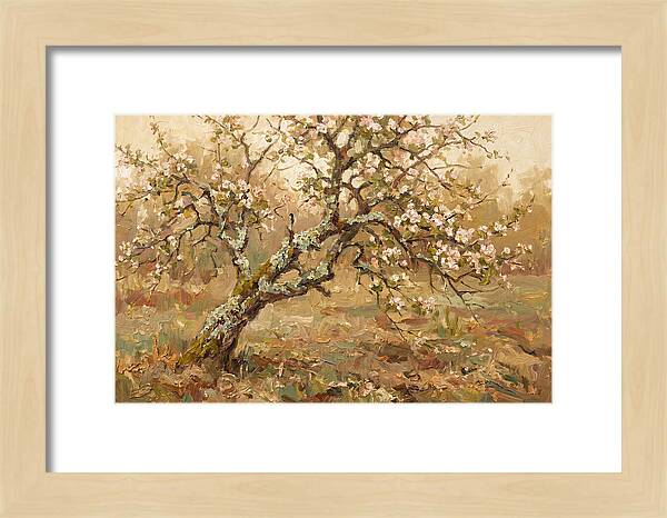 Lichen Covered Apple Tree