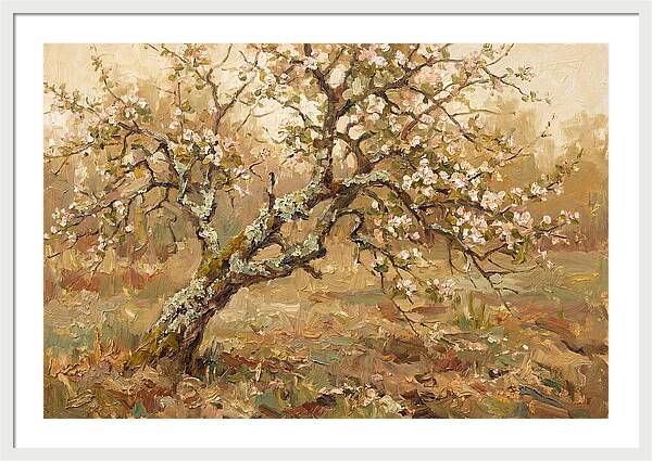 Lichen Covered Apple Tree