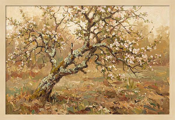 Lichen Covered Apple Tree