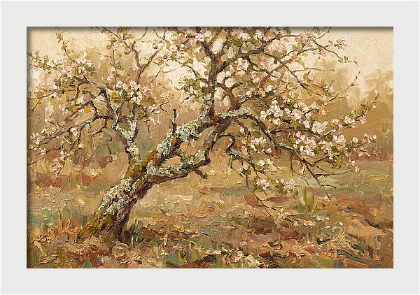 Lichen Covered Apple Tree