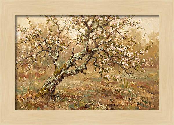 Lichen Covered Apple Tree