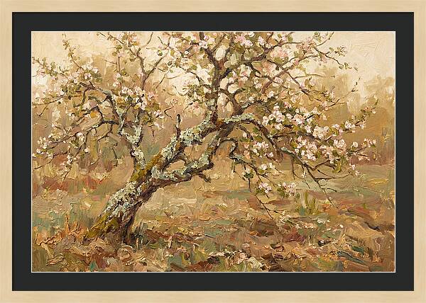 Lichen Covered Apple Tree