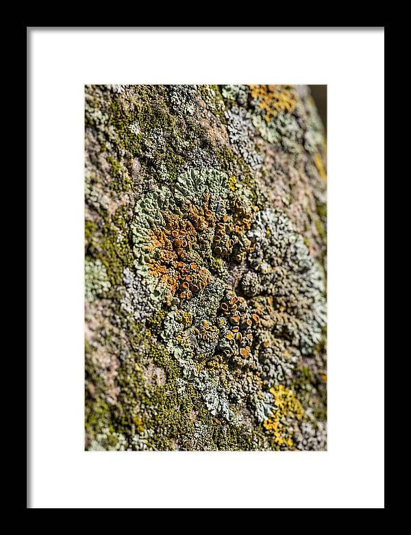 Lichen Patterns On Rock