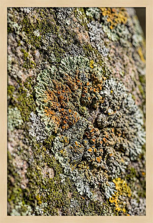 Lichen Patterns On Rock