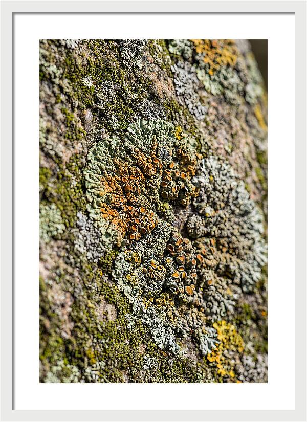 Lichen Patterns On Rock