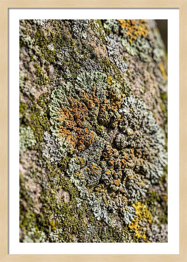Lichen Patterns On Rock