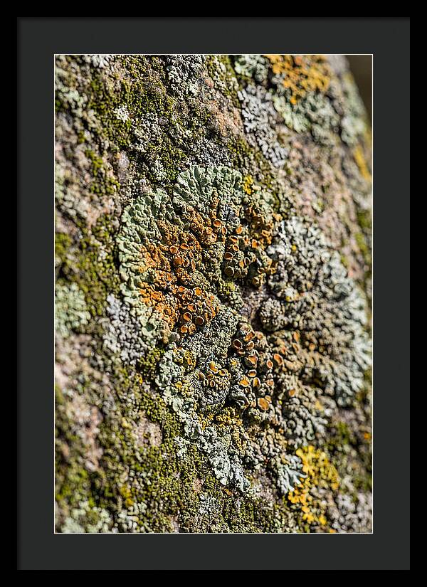 Lichen Patterns On Rock
