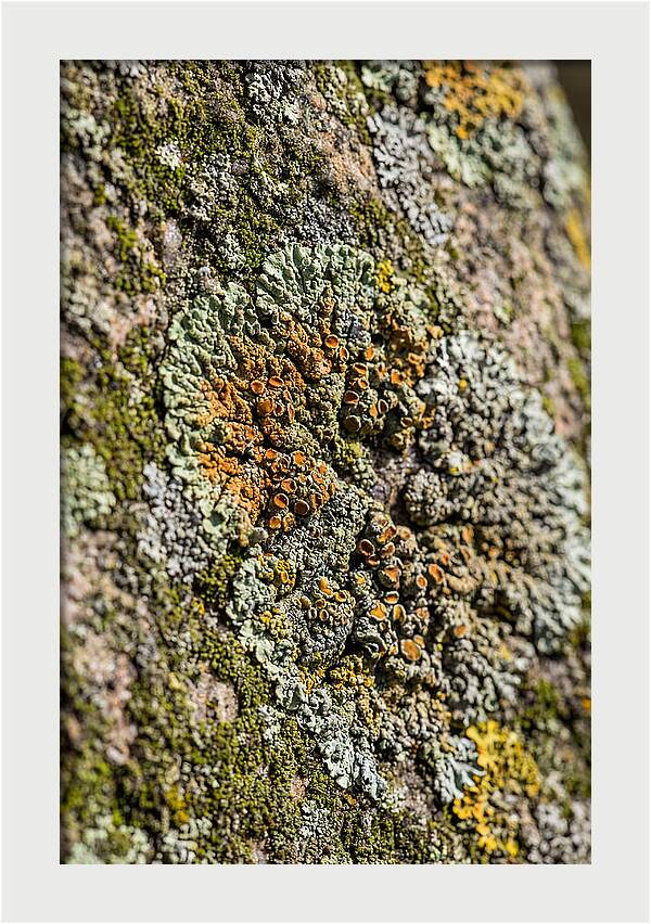 Lichen Patterns On Rock