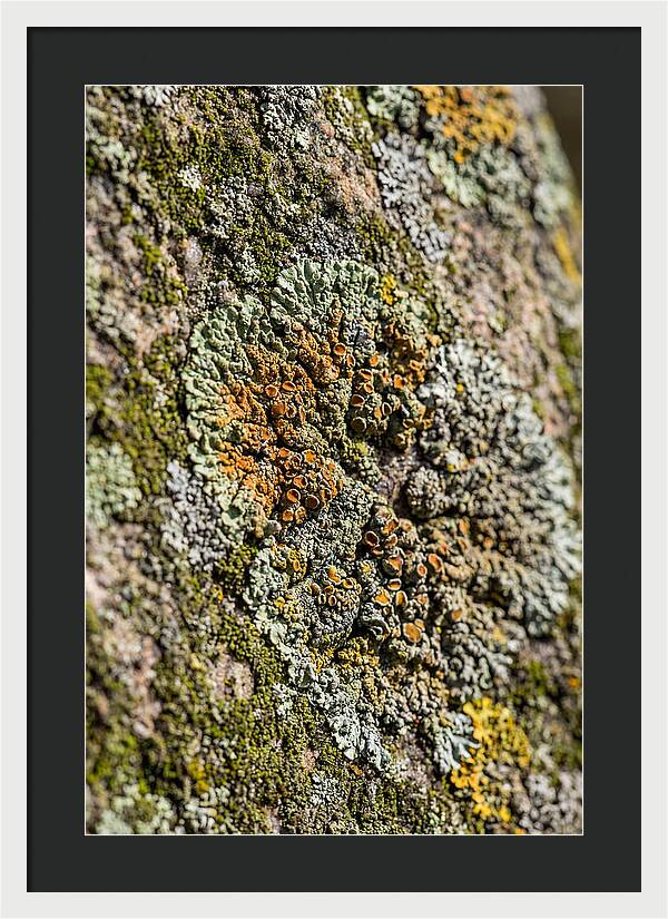 Lichen Patterns On Rock