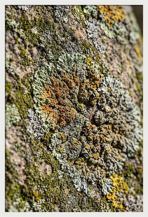 Lichen Patterns On Rock